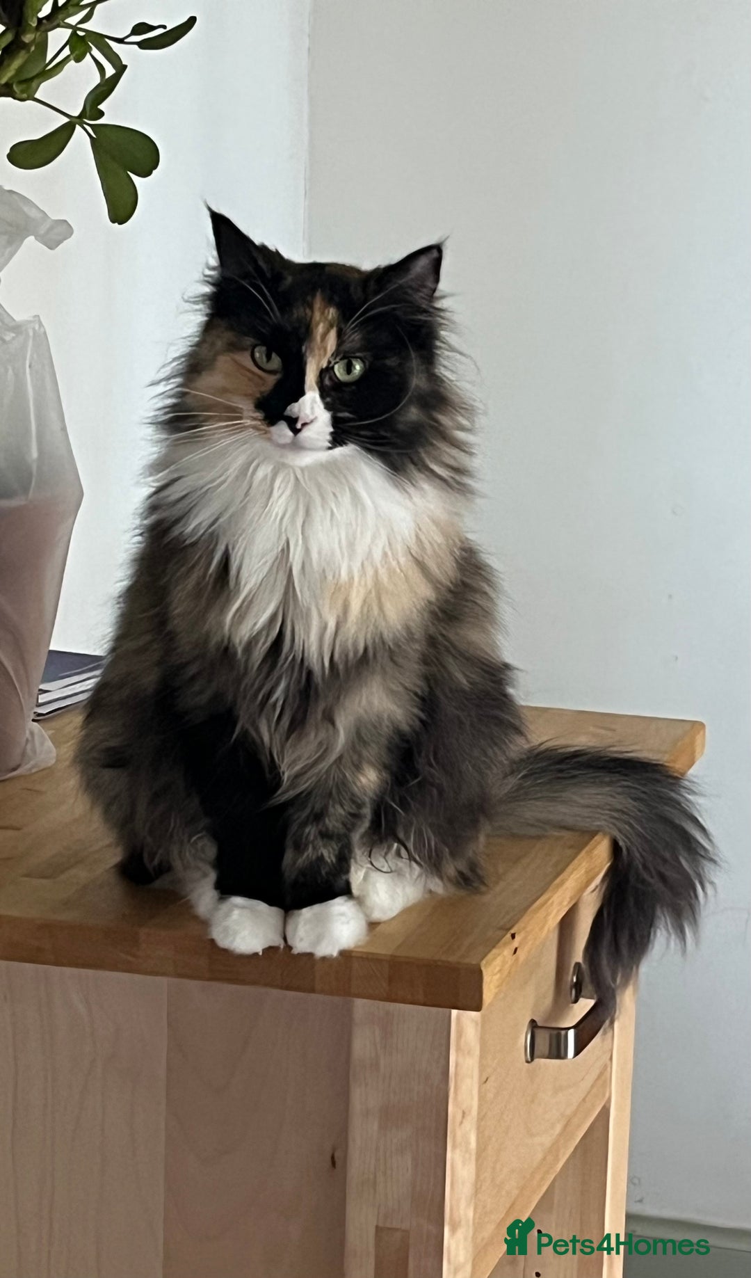Maine Coon cats for sale: Molly - Image 3