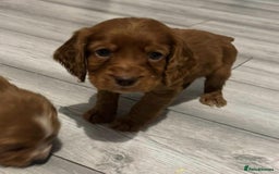 Cocker Spaniel dogs for sale: Cocker Spaniel Puppies  - Image 5