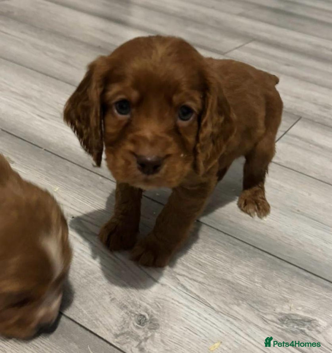 Cocker Spaniel dogs for sale: Cocker Spaniel Puppies  - Image 5