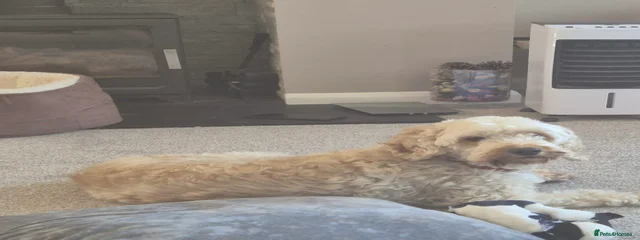 Pippa