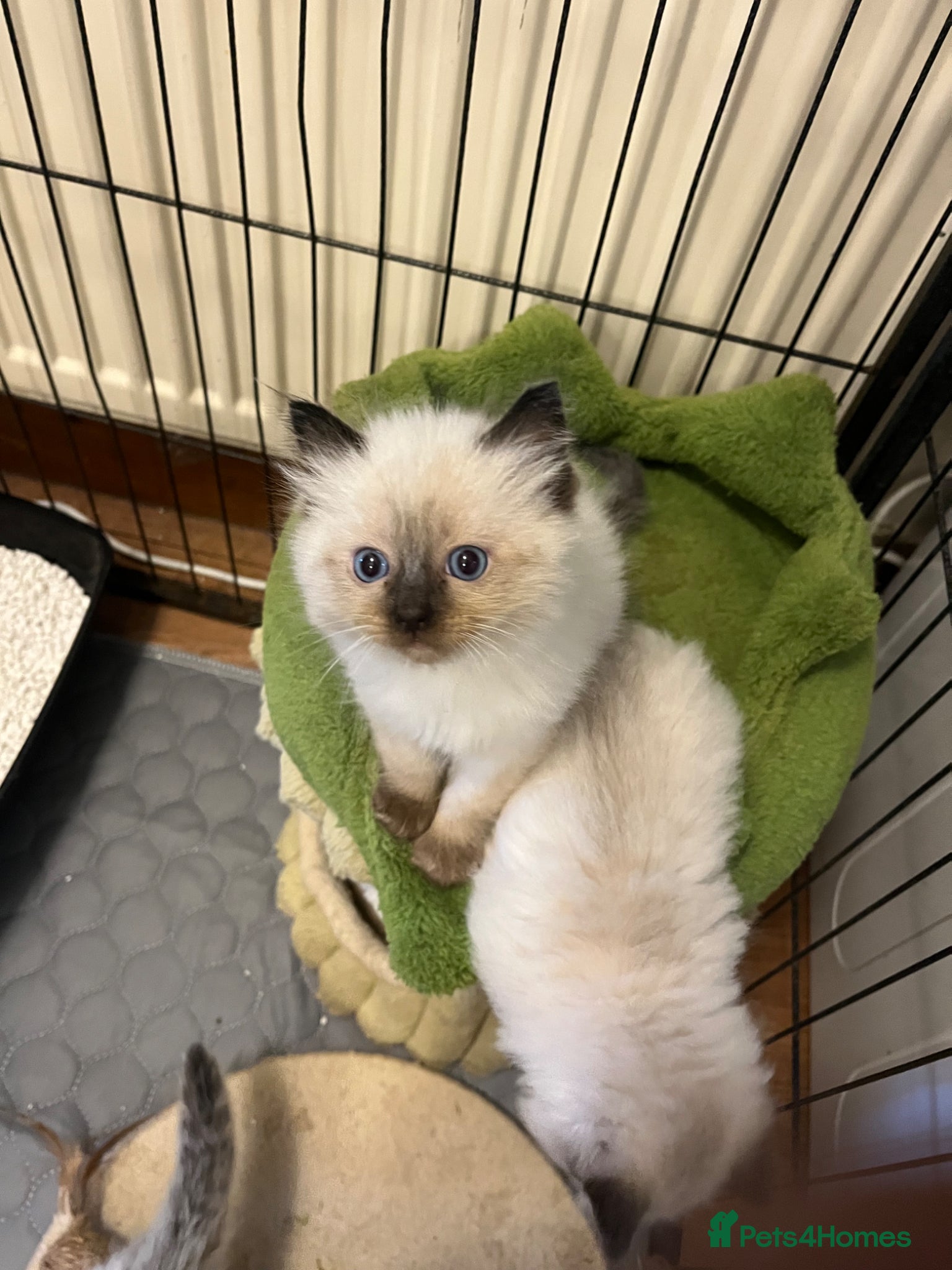 Ragdoll cats  Beautiful Pure Ragdoll kittens  - Advert 2