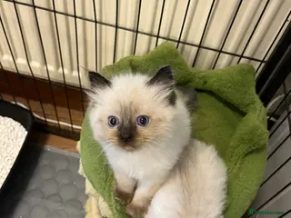 Ragdoll cats Beautiful Pure Ragdoll kittens - Advert 2