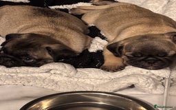 Pug dogs for sale: Puppies - Image 4