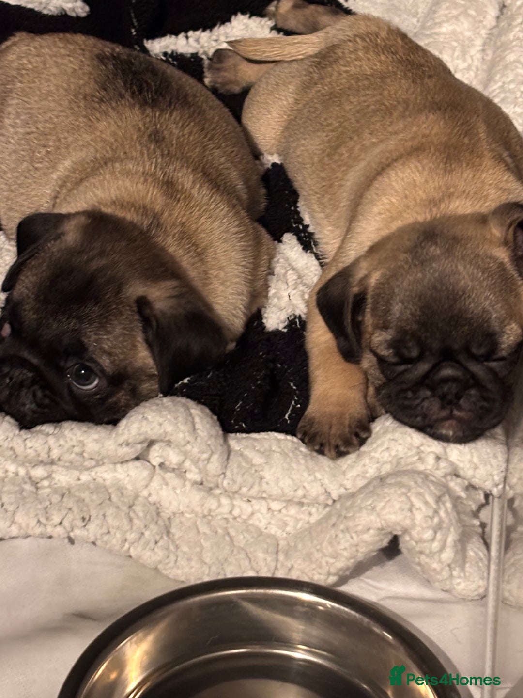 Pug dogs for sale: Puppies - Image 4