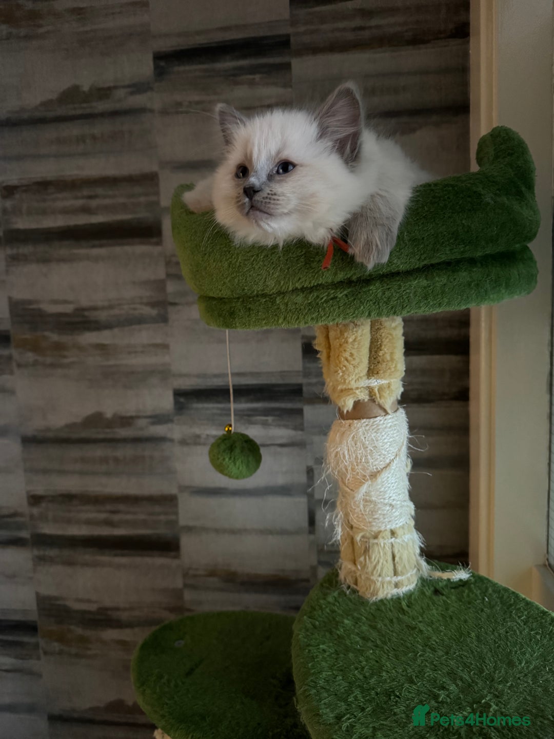 Ragdoll cats for sale: Ragdoll kitten - Advert 5