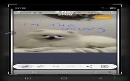 Pomchi dogs for sale: Stunning fluffy babys ready now  - Image 6