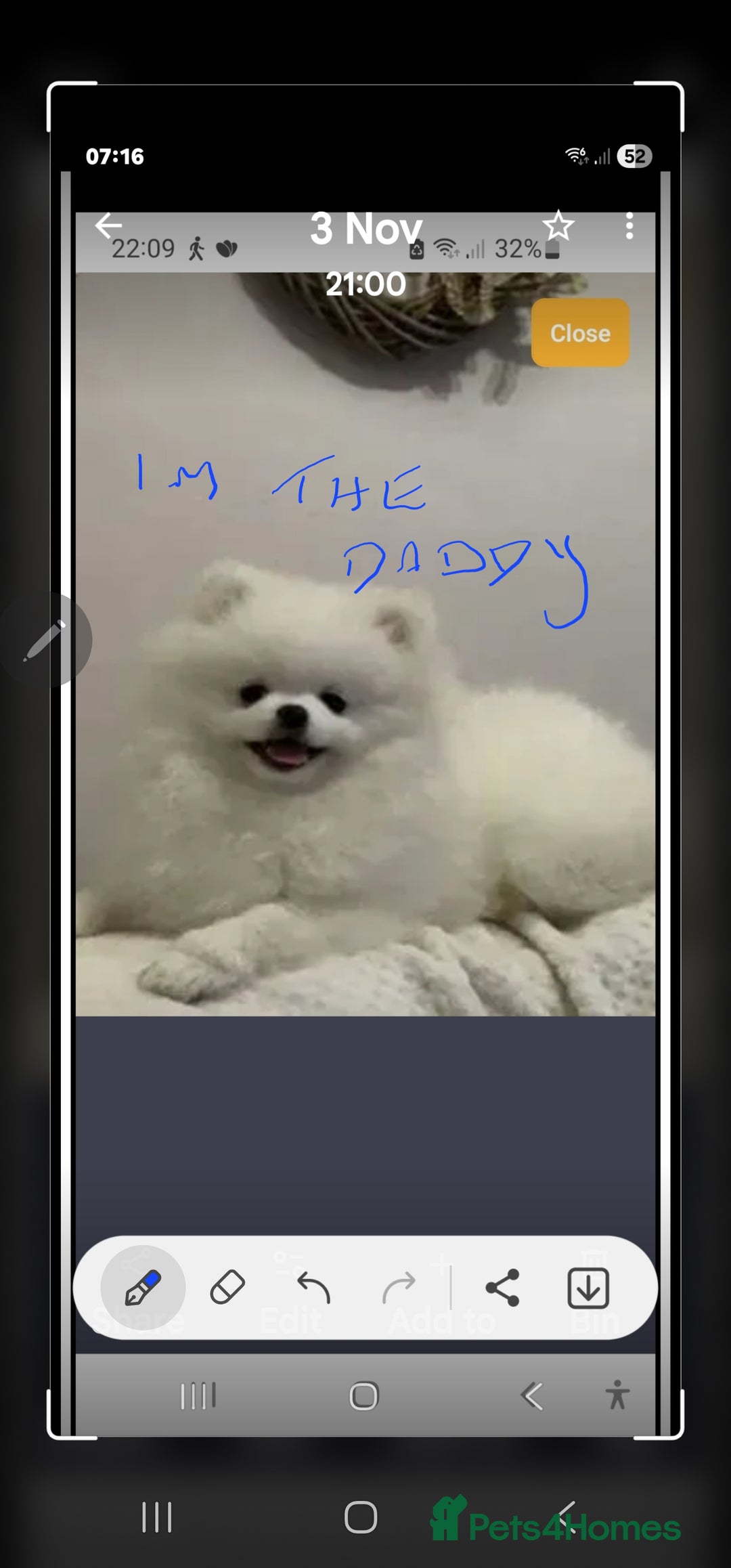 Pomchi dogs for sale: Stunning fluffy babys ready now  - Image 6