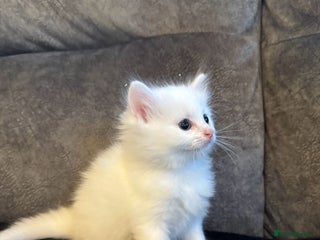 Turkish Angora cats Half Turkish Angora white kittens - Advert 1