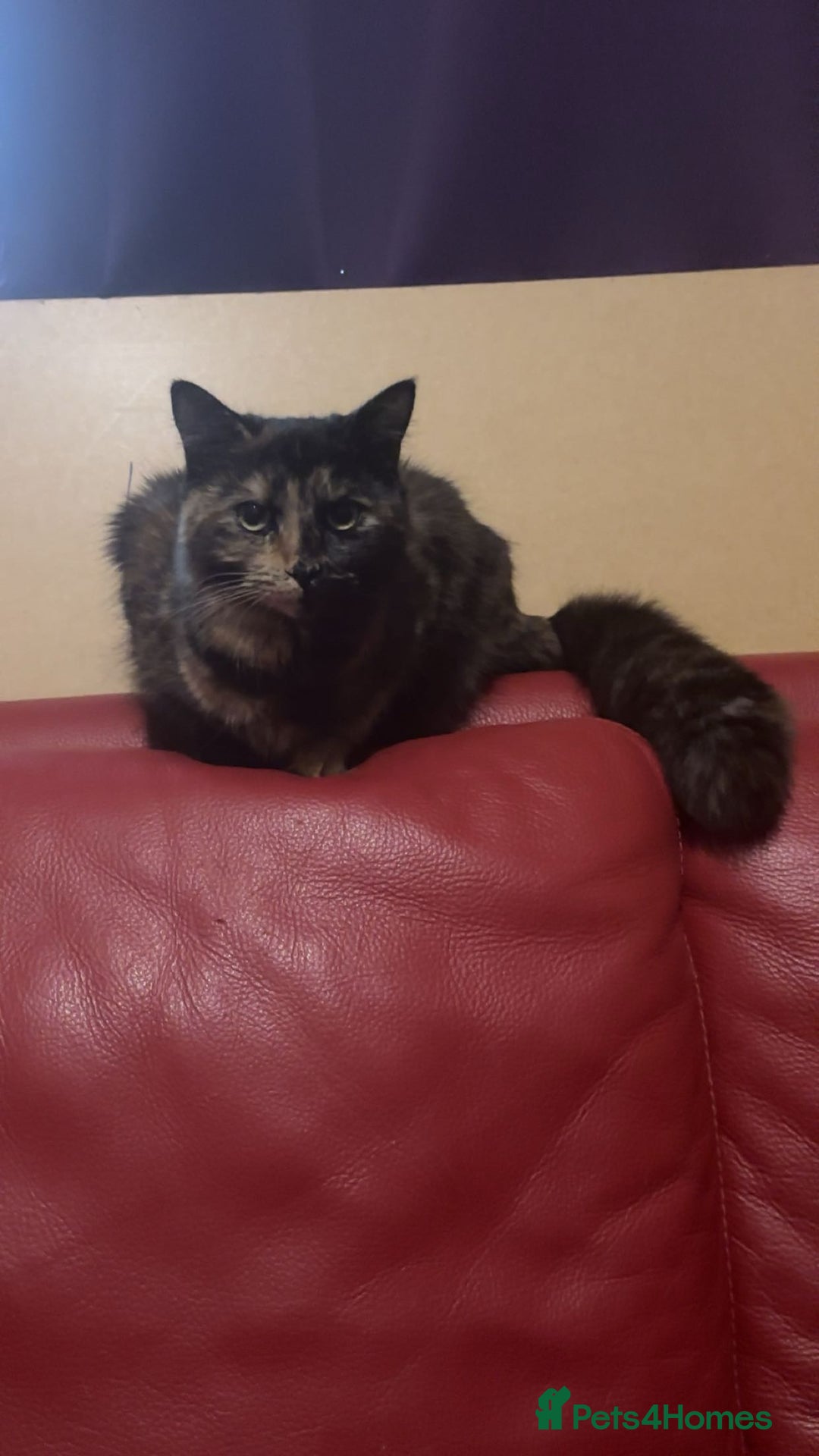 Mixed Breed cats for sale: Beautiful white boy for sale (Only One Left) - Advert 2