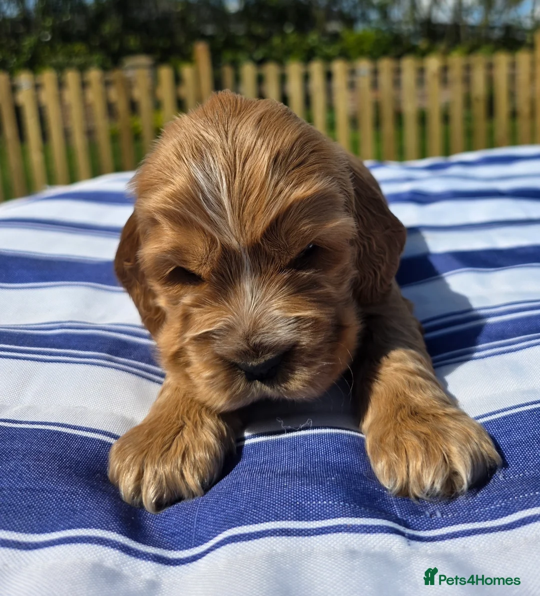 Cocker Spaniel dogs for sale: Stunning show cocker spaniels in Whitchurch - Advert 1