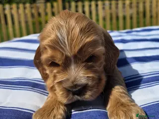 Cocker Spaniel dogs Stunning show cocker spaniels - Advert 2