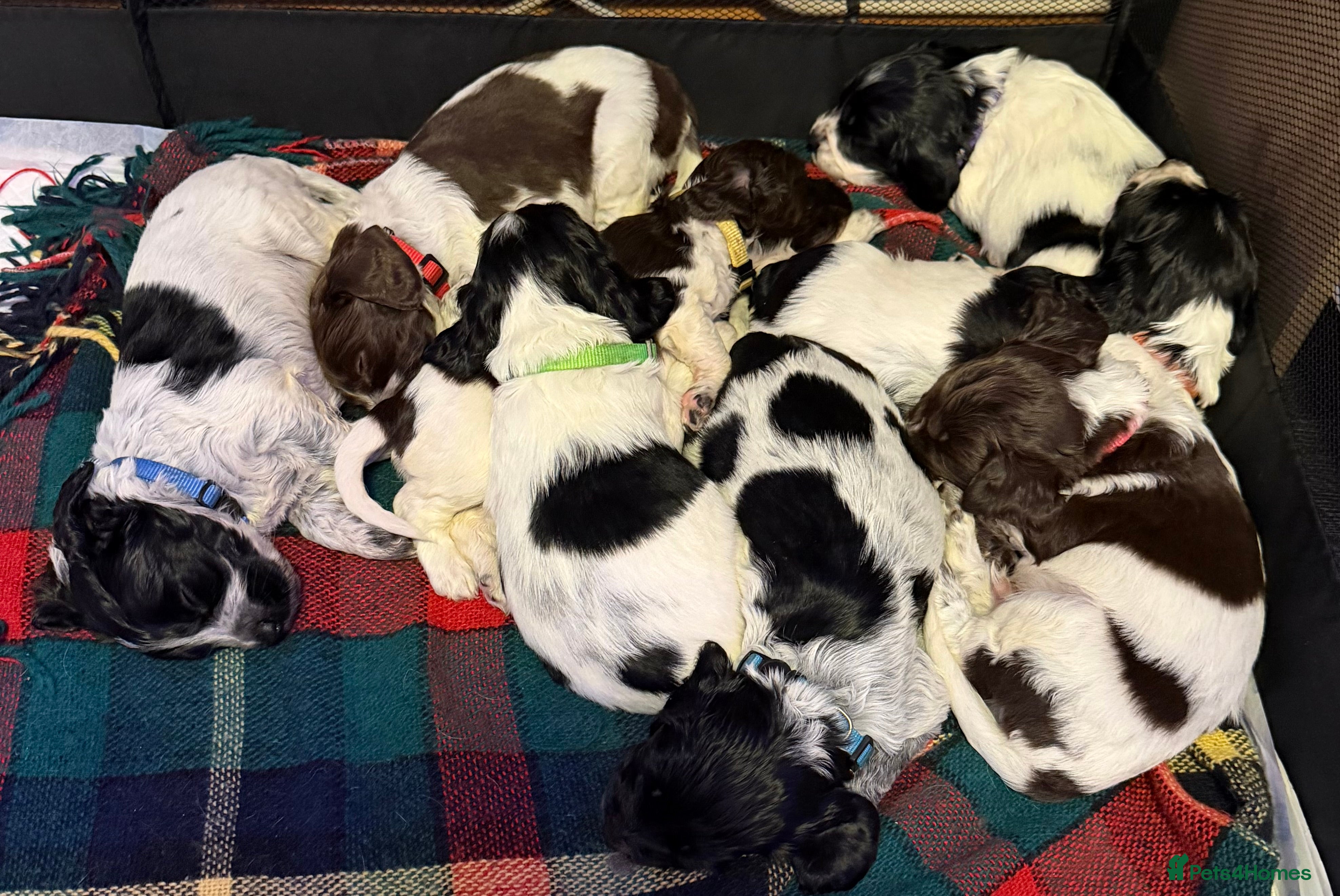 Sprocker dogs Sprocker puppies  - Advert 1