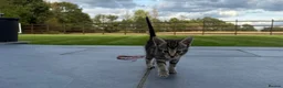 Domestic Shorthair cats for sale: 5 beautiful kittens  in Potters Bar - Advert 11