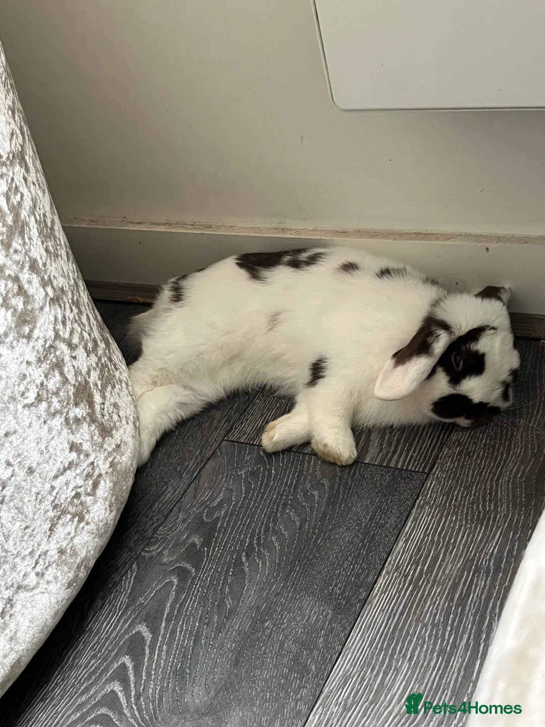 Mini Lop rabbits for sale: Beautiful 6 month old male mini lop black & white in Peterborough - Advert 1