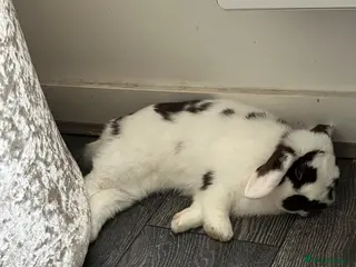 Mini Lop rabbits Beautiful 6 month old male mini lop black & white - Advert 3