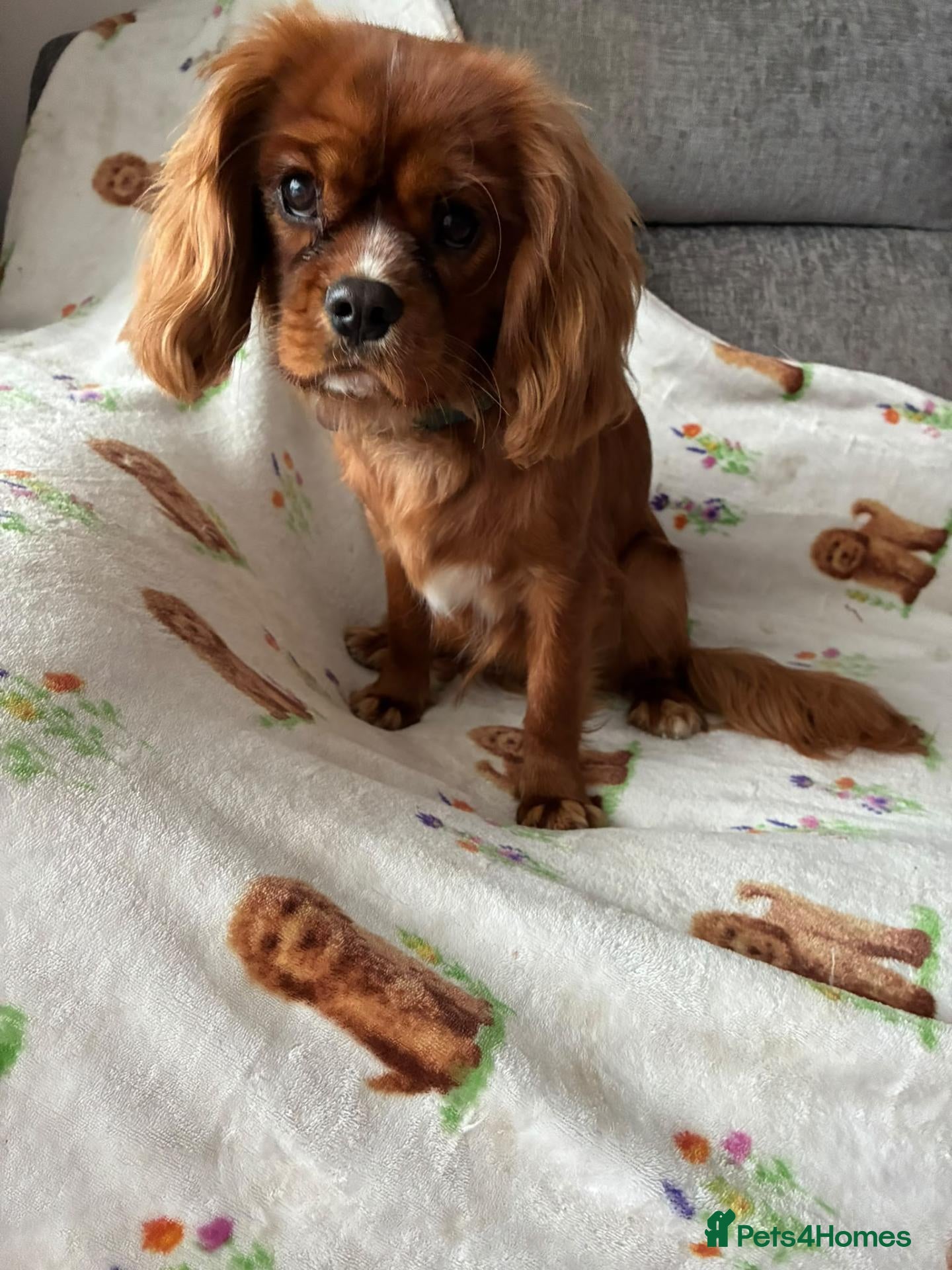 Cavalier King Charles Spaniel dogs Male caviler king Charles spaniel  - Advert 7