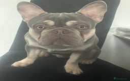 French Bulldog dogs for sale: Male French bulldog - Image 3