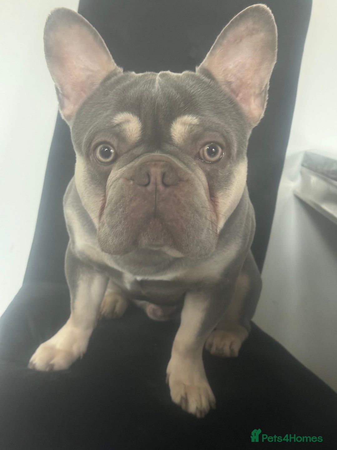 French Bulldog dogs for sale: Male French bulldog - Image 3