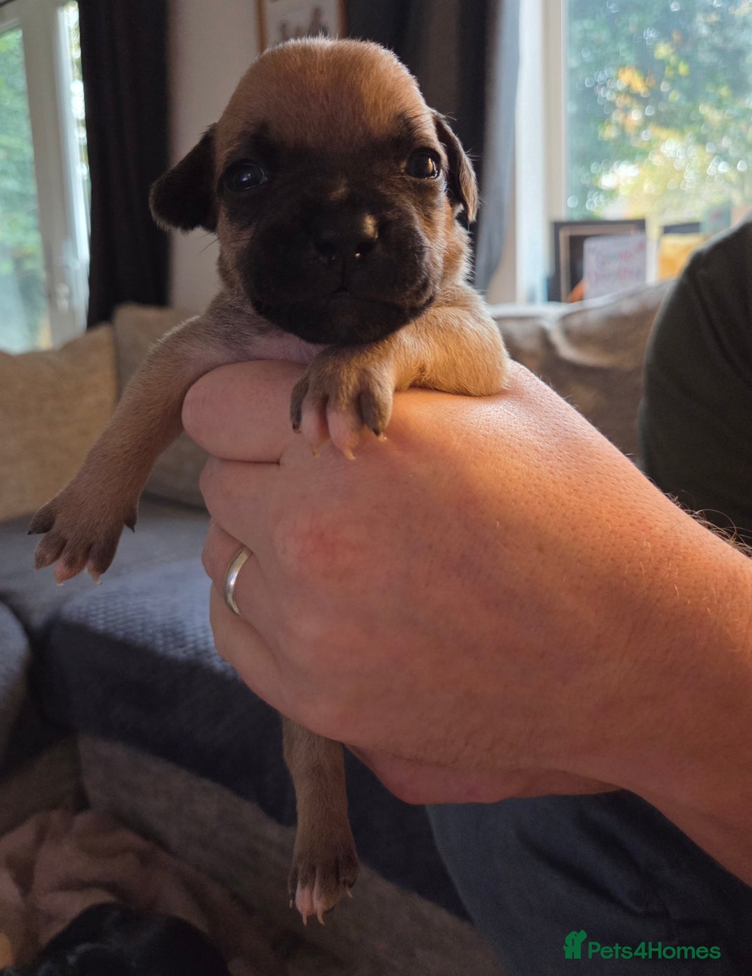 Staffordshire Bull Terrier dogs for sale: Beautiful litter of 9 Staffs  - Image 12