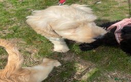 Cockapoo dogs for sale: Beautiful cockadoodle female puppy  - Image 14