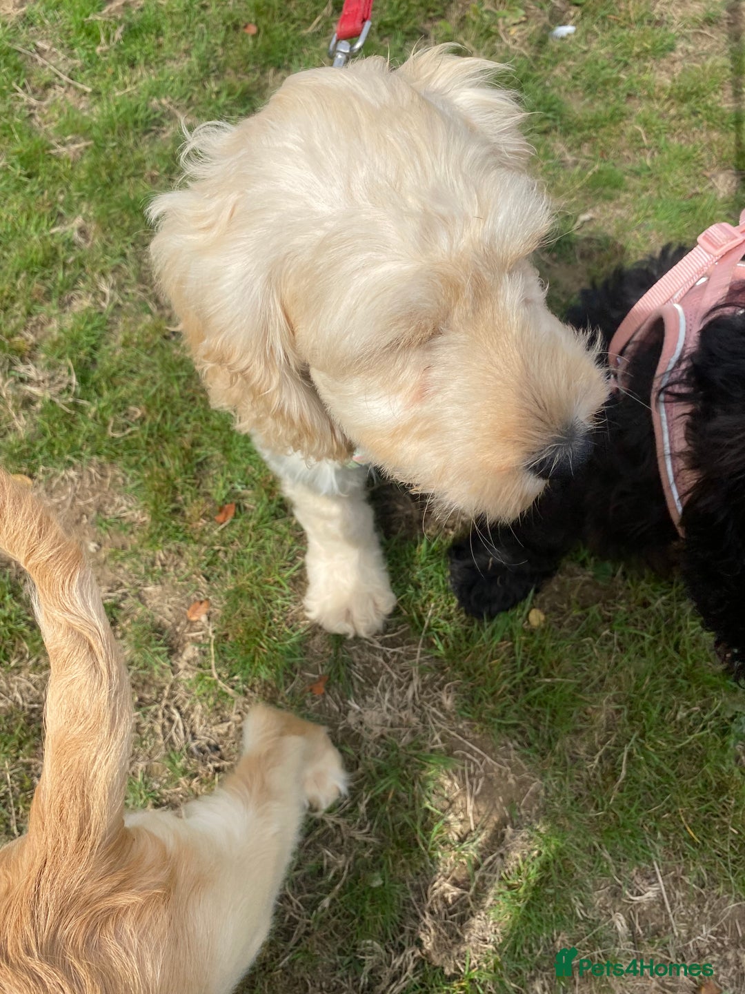 Cockapoo dogs for sale: Beautiful cockadoodle female puppy  - Image 14