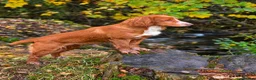 Cocker Spaniel dogs for sale: Ruby  - Advert 1