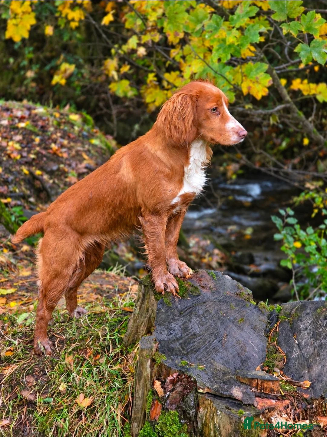 Cocker Spaniel dogs for sale: Ruby  - Advert 1