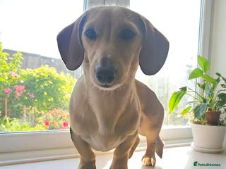 Miniature Dachshund dogs Smooth Cream Stud (carries long) in Dalry - Advert 24