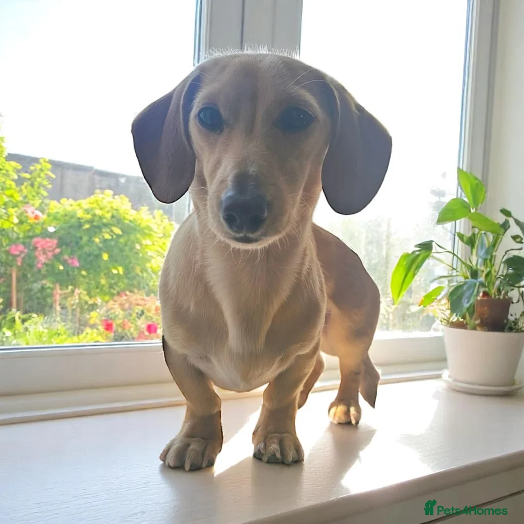 Miniature Dachshund dogs for stud: Smooth Cream Stud (carries long) in Dalry - Advert 1
