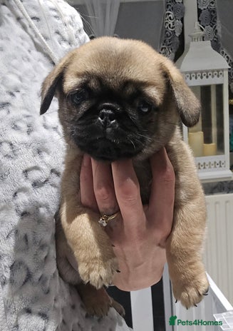 Mixed Breed dogs - Advert 4