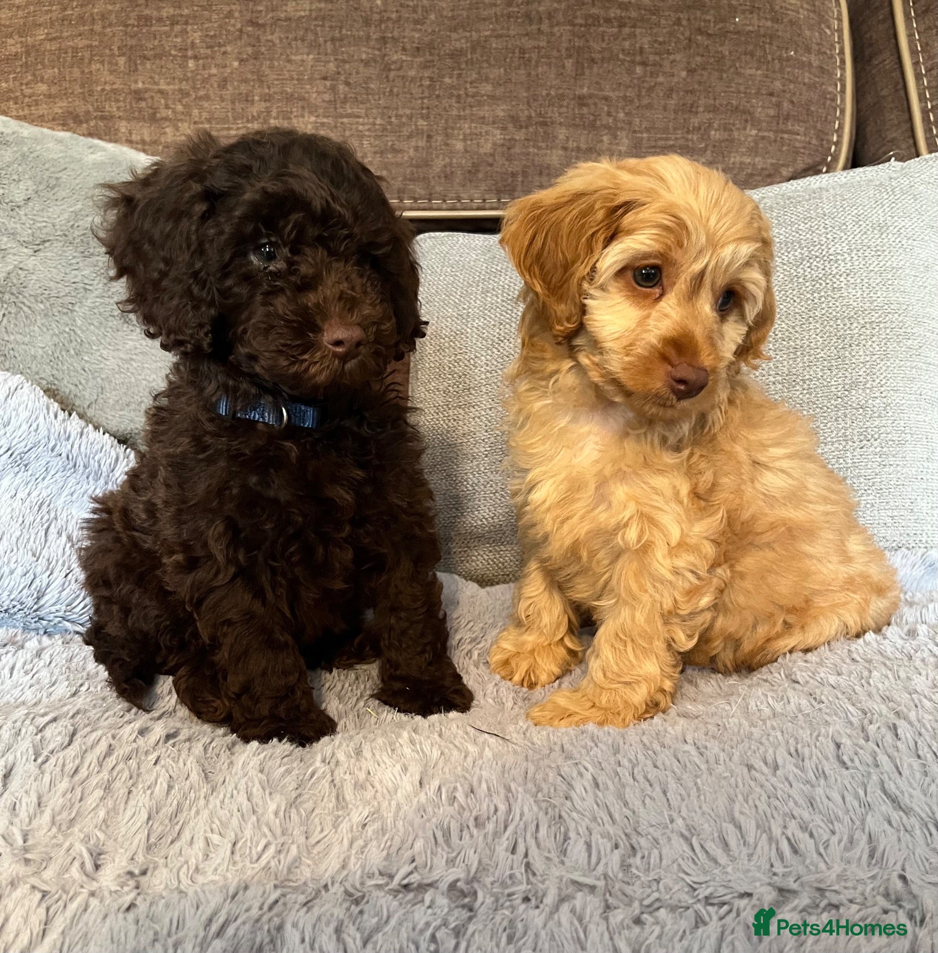 Cockapoo dogs 💙Beautiful,super friendly,Cockapoo F1 Puppies  - Advert 14