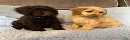 Cockapoo dogs for sale: 💙Beautiful,super friendly,Cockapoo F1 Puppies  - Advert 5