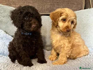 Cockapoo dogs 💙Beautiful,super friendly,Cockapoo F1 Puppies - Advert 14