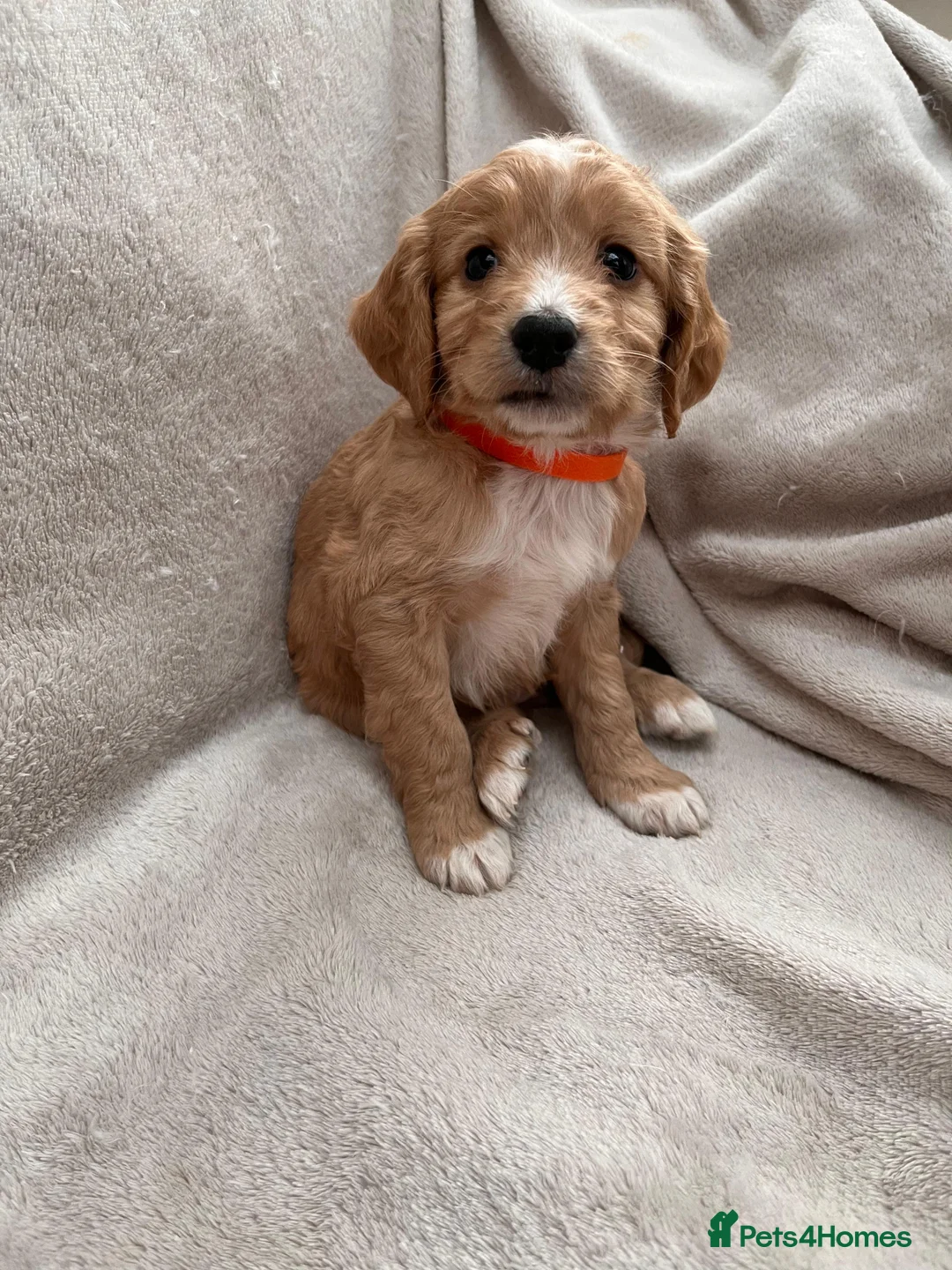 Cocker Spaniel dogs for sale: KC Working Cocker Spaniel  - Advert 14