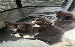 Ragdoll cats for sale: Ragdoll cross - Image 4
