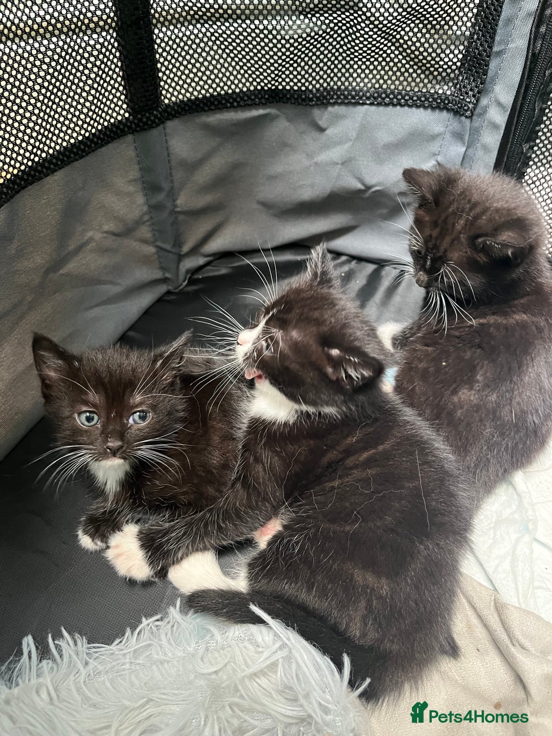 Ragdoll cats for sale: Ragdoll cross - Image 4