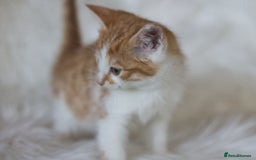 Mixed Breed cats for sale: 3 Happy Healthy Kittens - Image 3