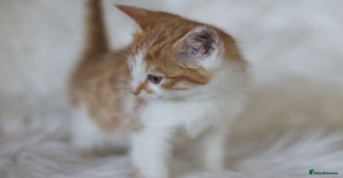 Mixed Breed cats - Advert 1