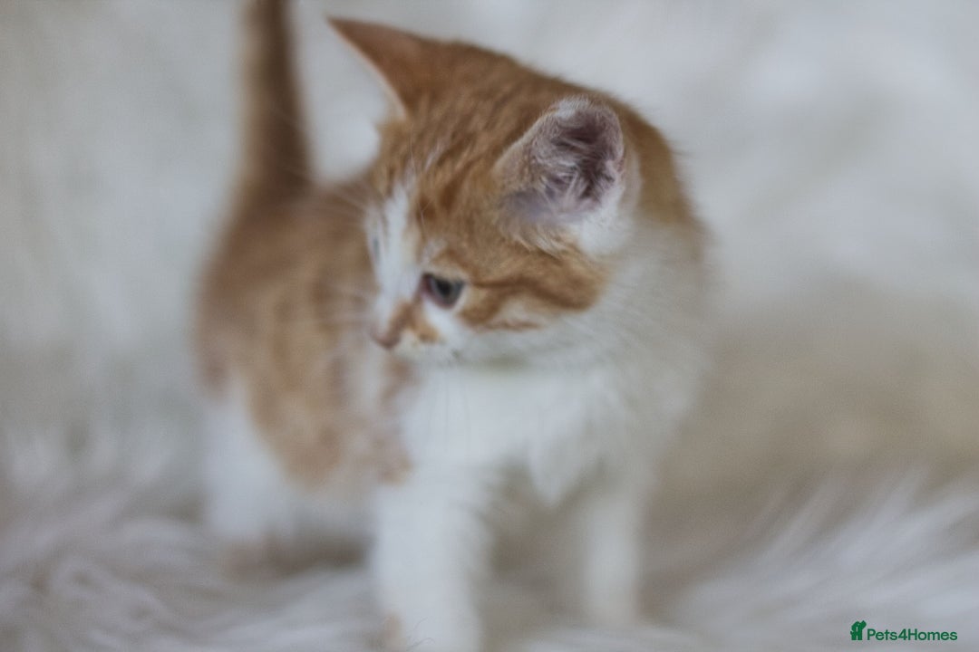 Mixed Breed cats for sale: 3 Happy Healthy Kittens - Image 3