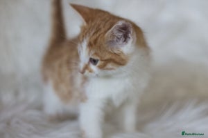 Mixed Breed cats - Advert 1
