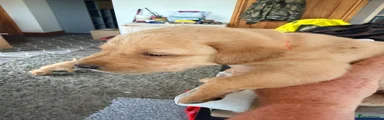 Orange Collar