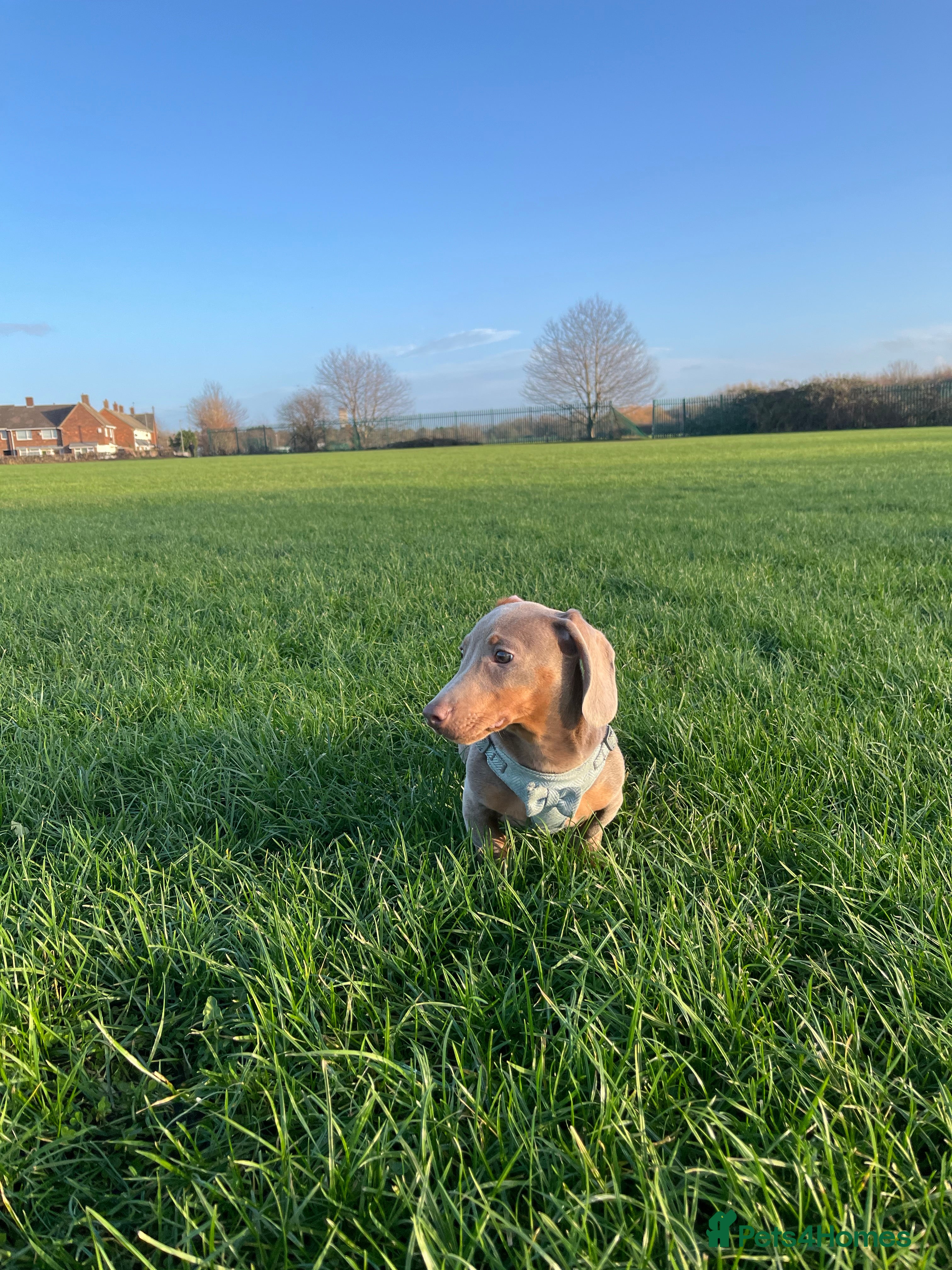 Dachshund dogs Isabella and tan dachshund  - Advert 3