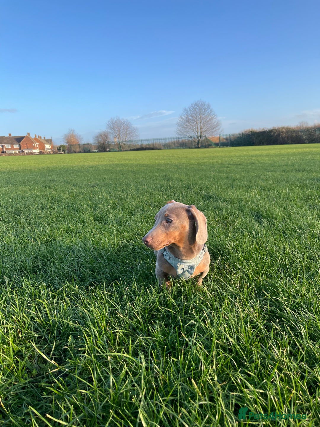 Dachshund dogs for sale: Isabella and tan dachshund  - Advert 1