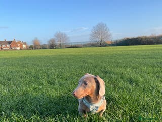 Dachshund dogs Isabella and tan dachshund - Advert 3