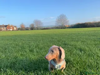 Dachshund dogs Isabella and tan dachshund - Advert 17