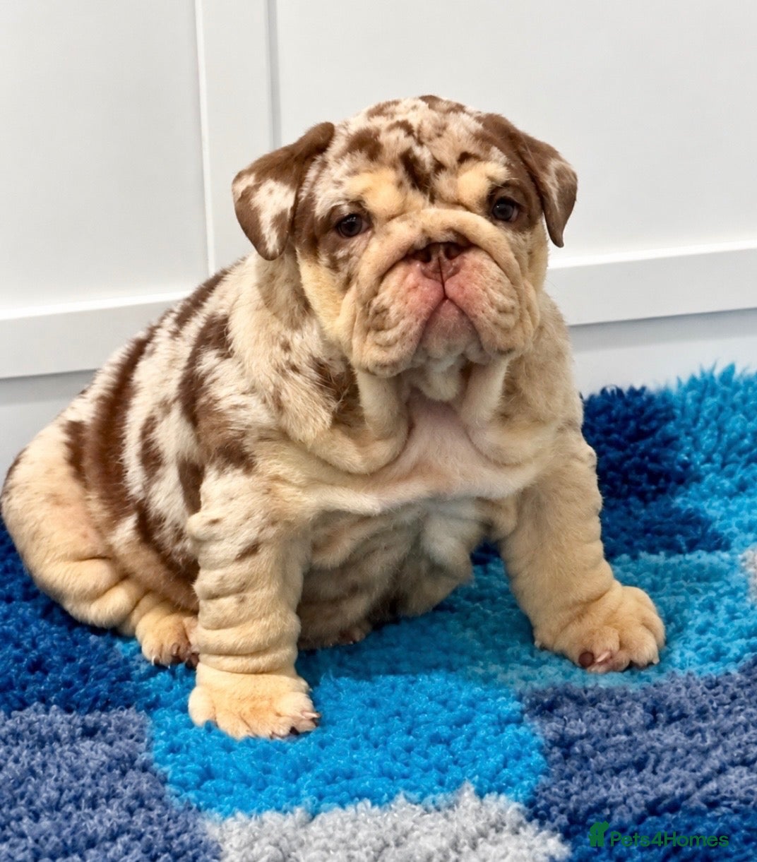 English Bulldog dogs Chocolate Merle girl outstanding bloodlines  - Advert 15