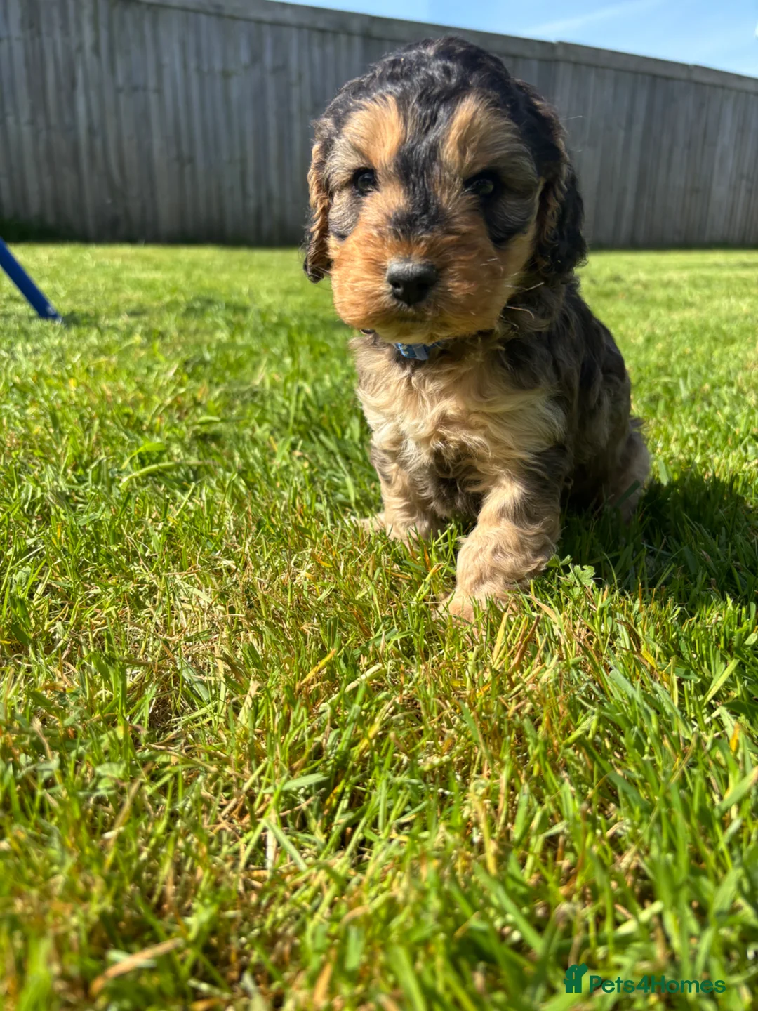 Cockapoo dogs for sale: Beautiful cockerpoo puppies - Advert 2