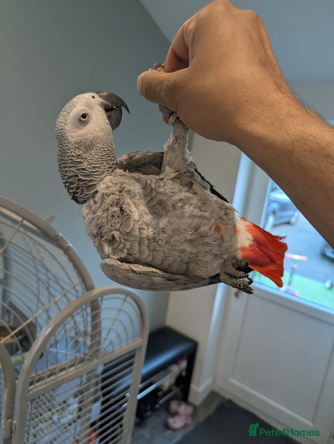 Parrots birds for sale: Pair of extremely tame African grey parrots  - Advert 6