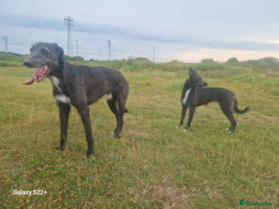 Mixed Breed dogs for sale: Stunning Lurcher Puppies 🐾 - Advert 2