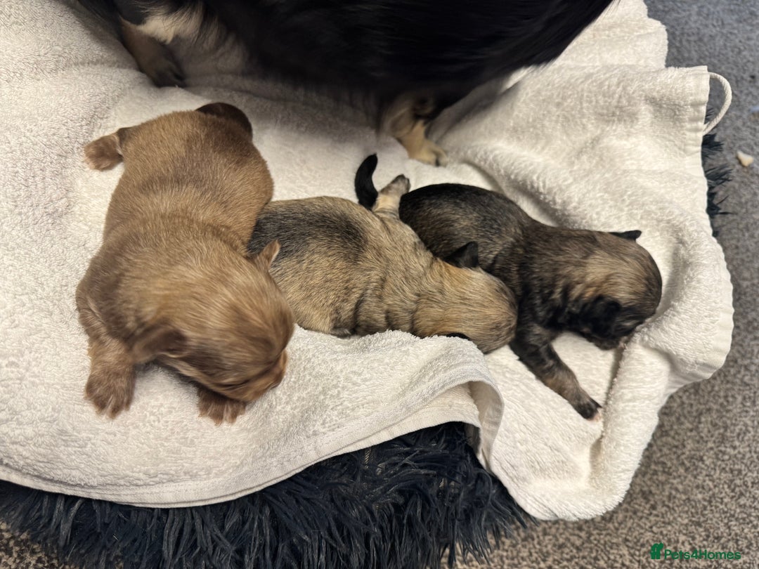 Chihuahua dogs for sale: Chihuahua puppies for sale - Image 12